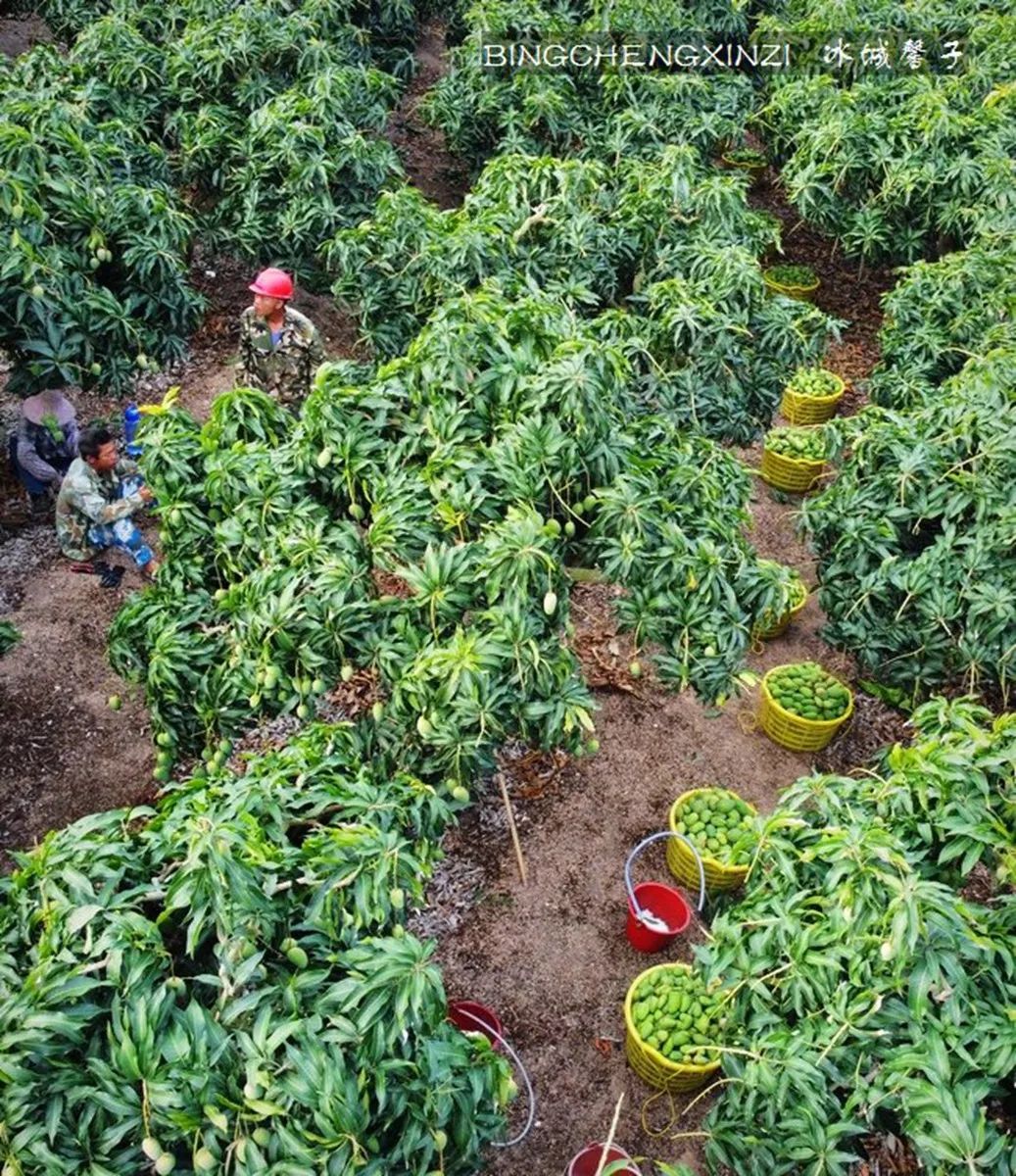 海南乐东九所康养度假村,海南乐东九所康养基地有哪些