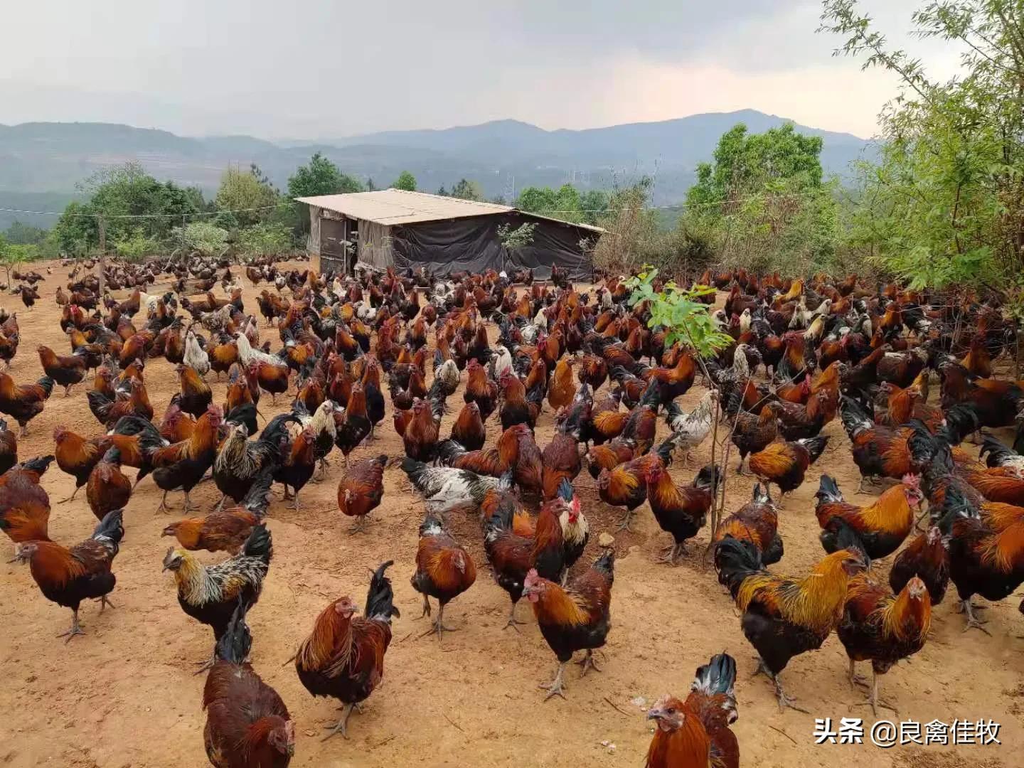 鸡下软壳蛋的最佳治疗方案,鸡下软壳蛋解决方法