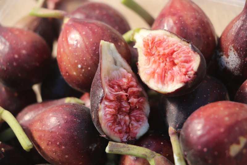 两棵无花果种一起,适宜温带的无花果品种