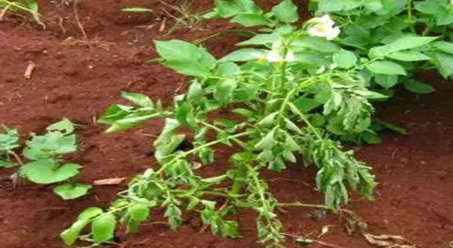 马铃薯这几种病害你都会认吗？认清了以后教你怎么治！（二）