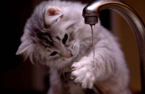 猫咪疱疹病毒感冒会传染猫咪吗,猫咪杯状病毒和疱疹病毒传染人吗