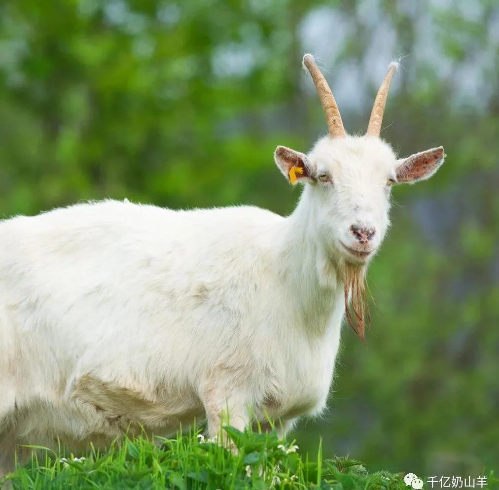 巴氏杆菌病防治视频,微课堂预防接种