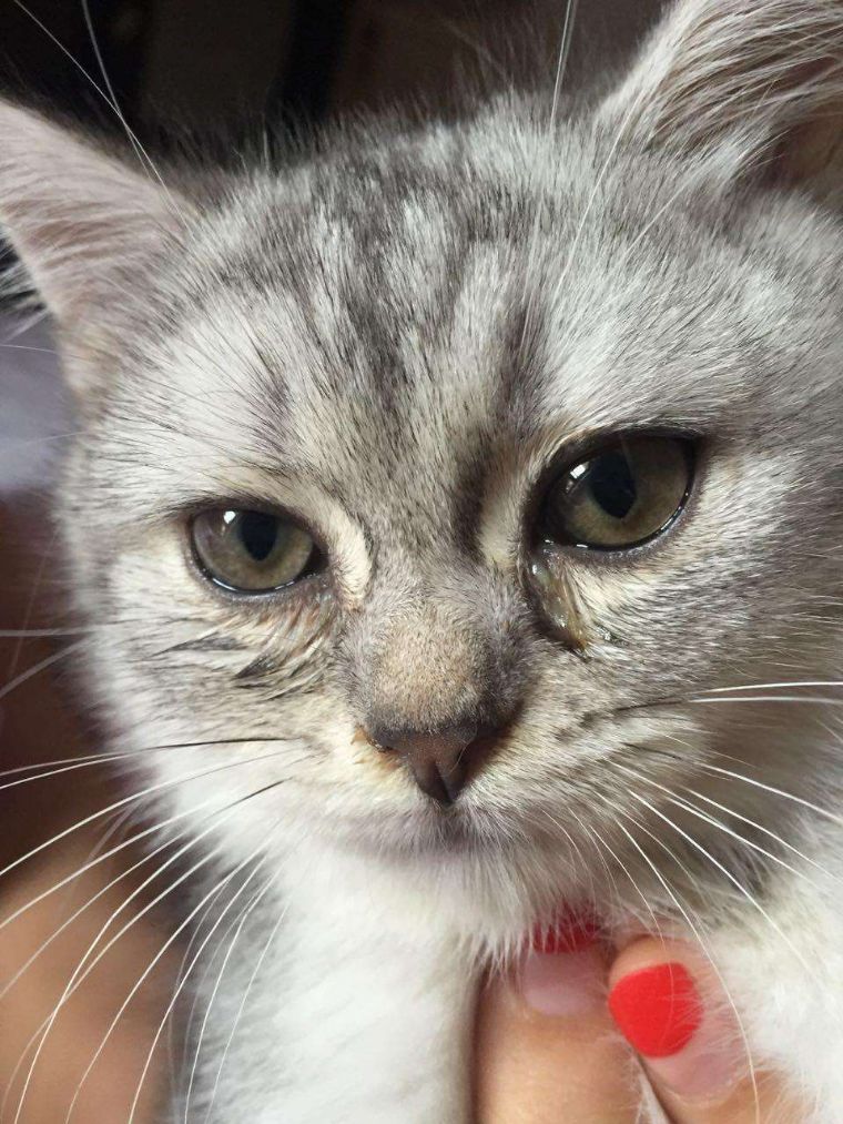 宠物猫眼睛有泪痕怎么办,宠物猫眼睛变黄是怎么回事