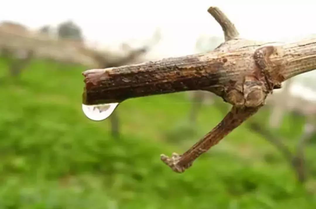 葡萄伤流怎么办小妙招,春天葡萄伤流是什么原因造成的