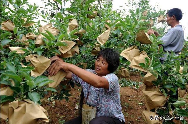 苹果套袋多少钱一个,苹果为什么要套袋