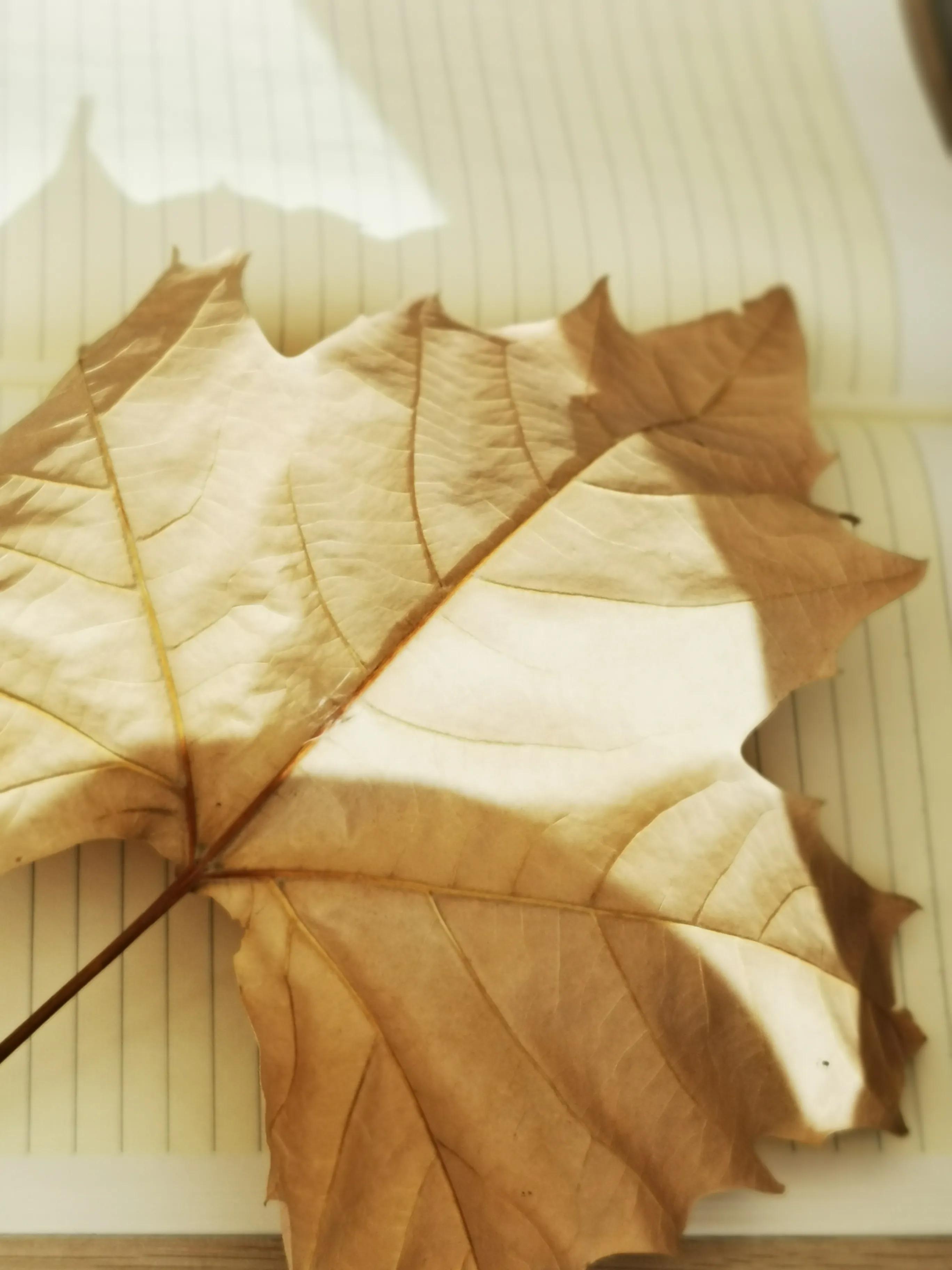 智商与情商的真正区别,智商跟情商是两码事