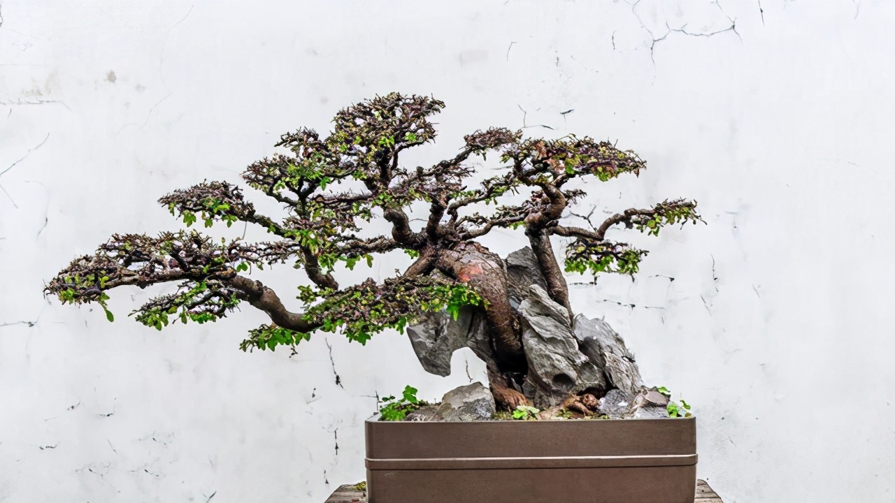 盆景枯萎怎样自救,大小盆景黄叶烂根怎么处理