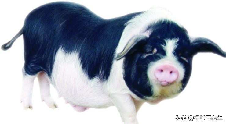 动物的种类很多用什么形容,动物的种类很多可以用什么来形容