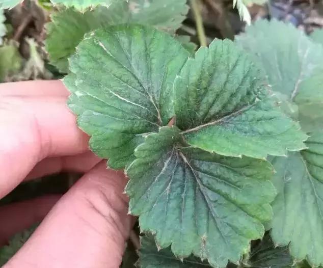 草莓叶片边缘发黑是怎么回事,草莓叶片发红发黄怎么回事