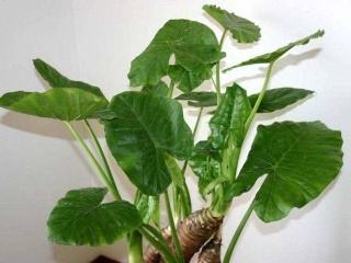 滴水莲放什么肥料,滴水莲施什么肥