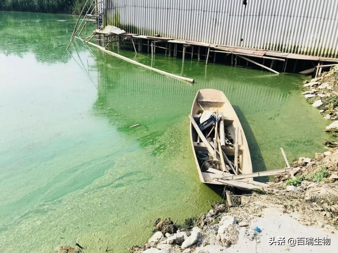 台风暴雨后池塘怎样处理,台风高温