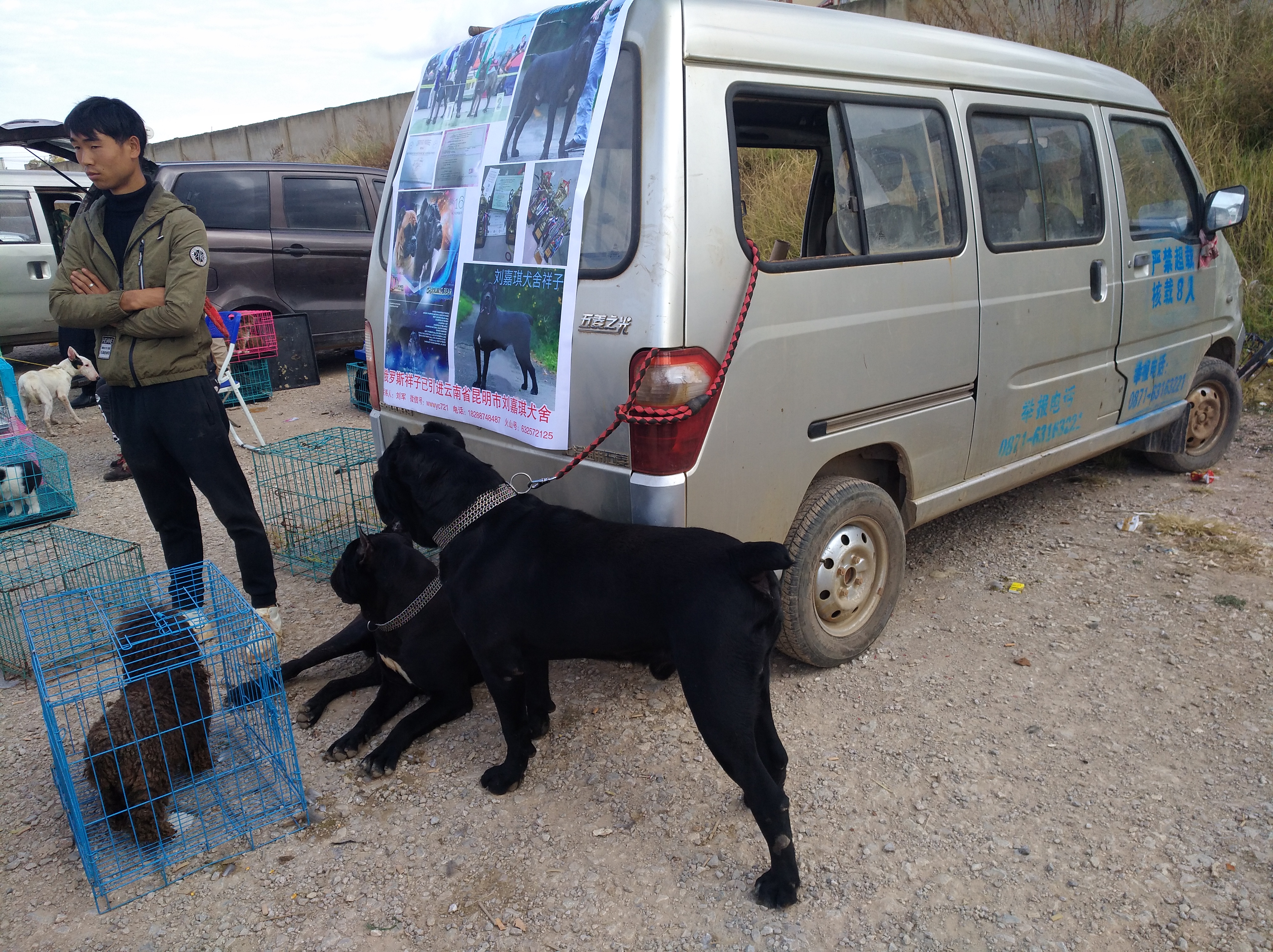 品相最好的杜高犬,杜高犬舍靠谱吗