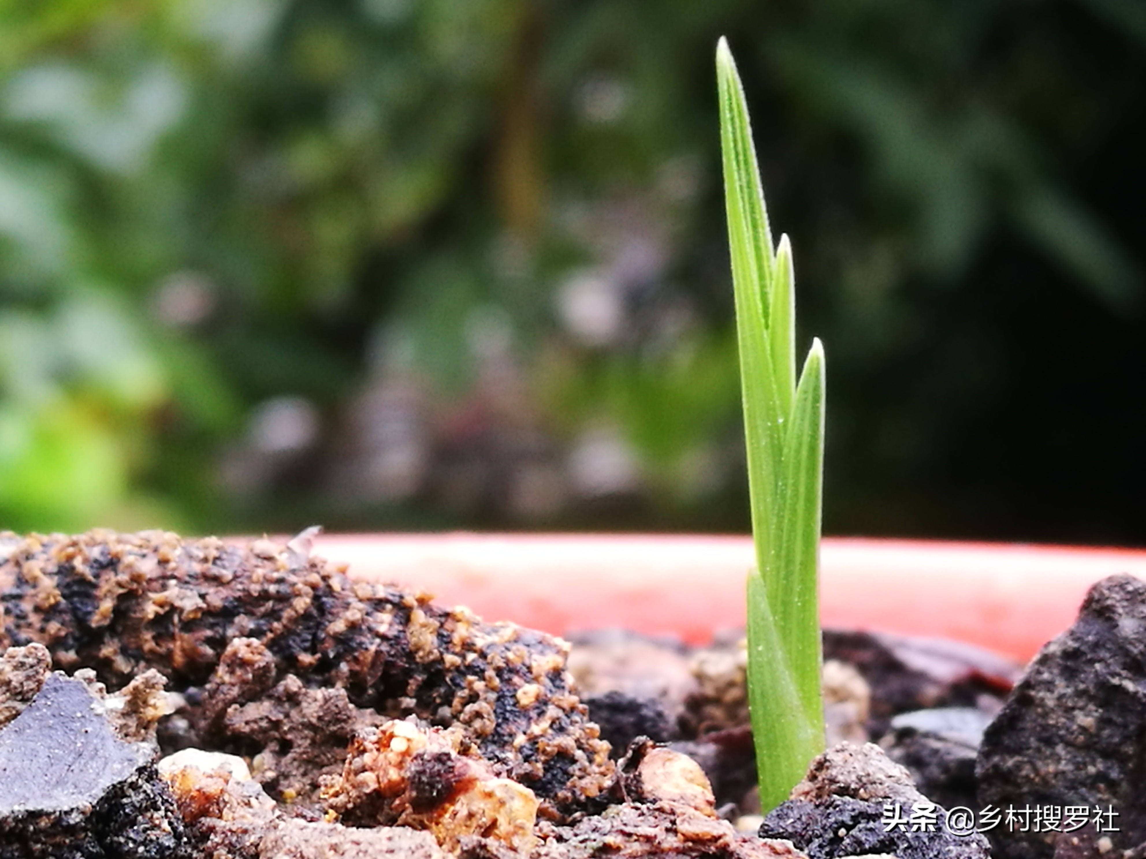 栽培野生兰花,兰花用腐殖土栽好还是用树皮栽好
