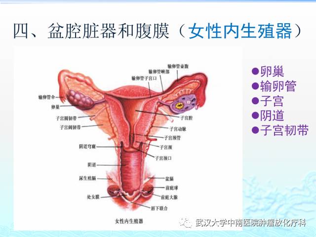 女性盆腔解剖与断层影像