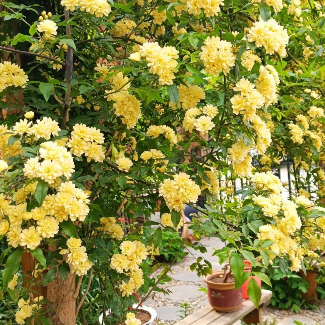 买花实用小技巧有哪些,买花怎么不会入坑