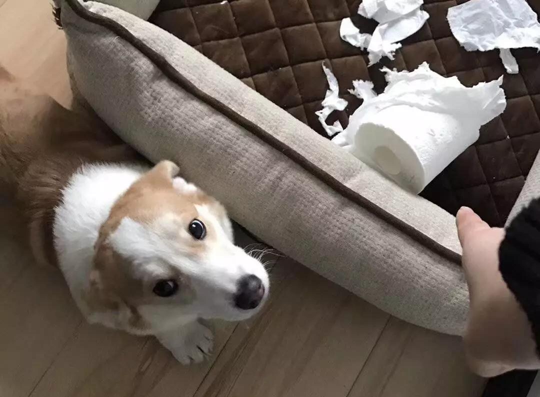 铲屎的都是因为啥和狗吵架，原谅我笑出了声