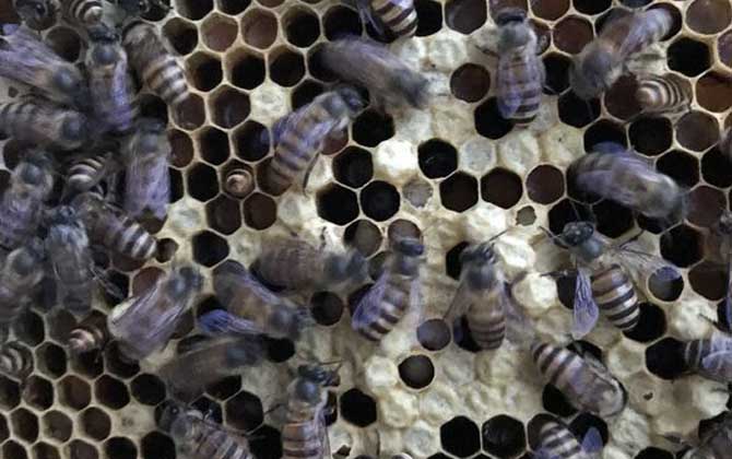 中蜂白头蛹怎么防治有效,中蜂中囊病与白头蛹区别