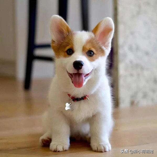 柯基犯错误被主人训,柯基犯错被妈妈打