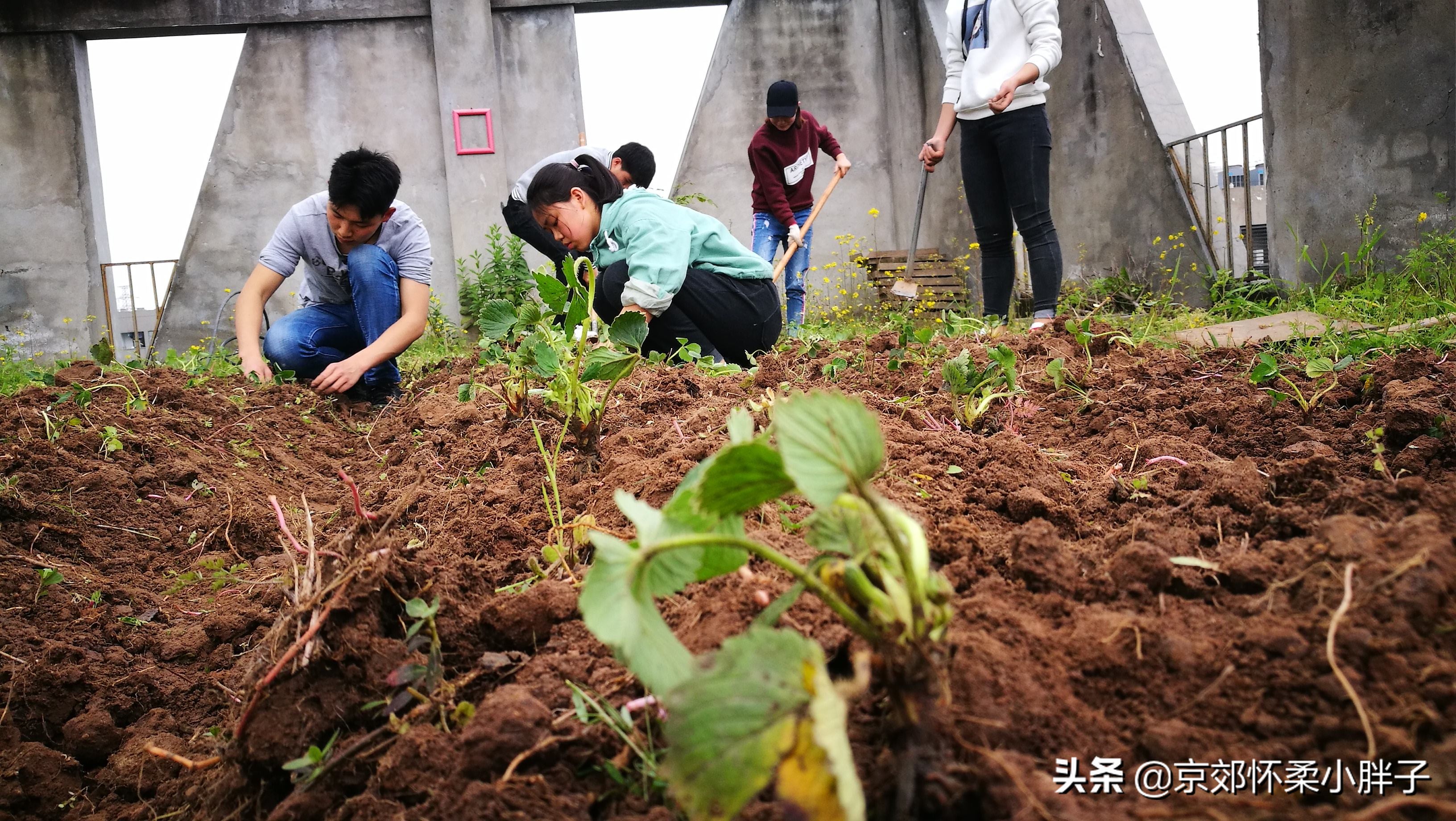 草莓生产全程管理方案,草莓绿色生产技术规程