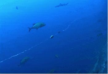 吃鱼对孩子益处多你知道吗,每天都吃鱼身体会有什么变化