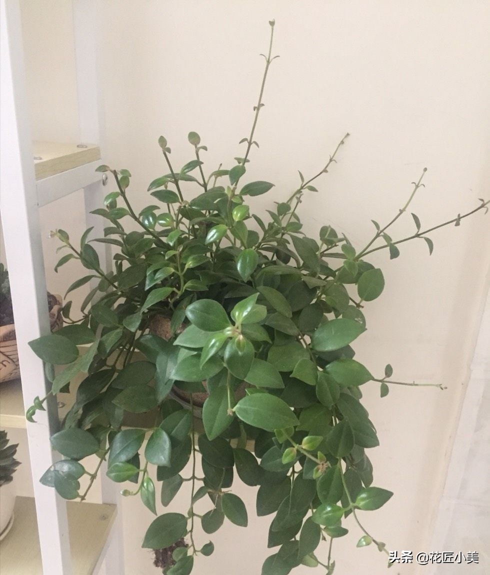 口红吊兰夏季哗哗掉叶子怎么办,口红吊兰叶子发黄掉落是怎么回事