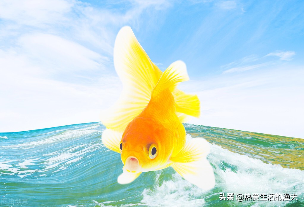 金鱼和锦鲤哪种好养些,养金鱼是锦鲤好还是草金鱼好