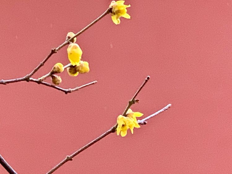 不惧严寒,不惧严寒静待春暖花开