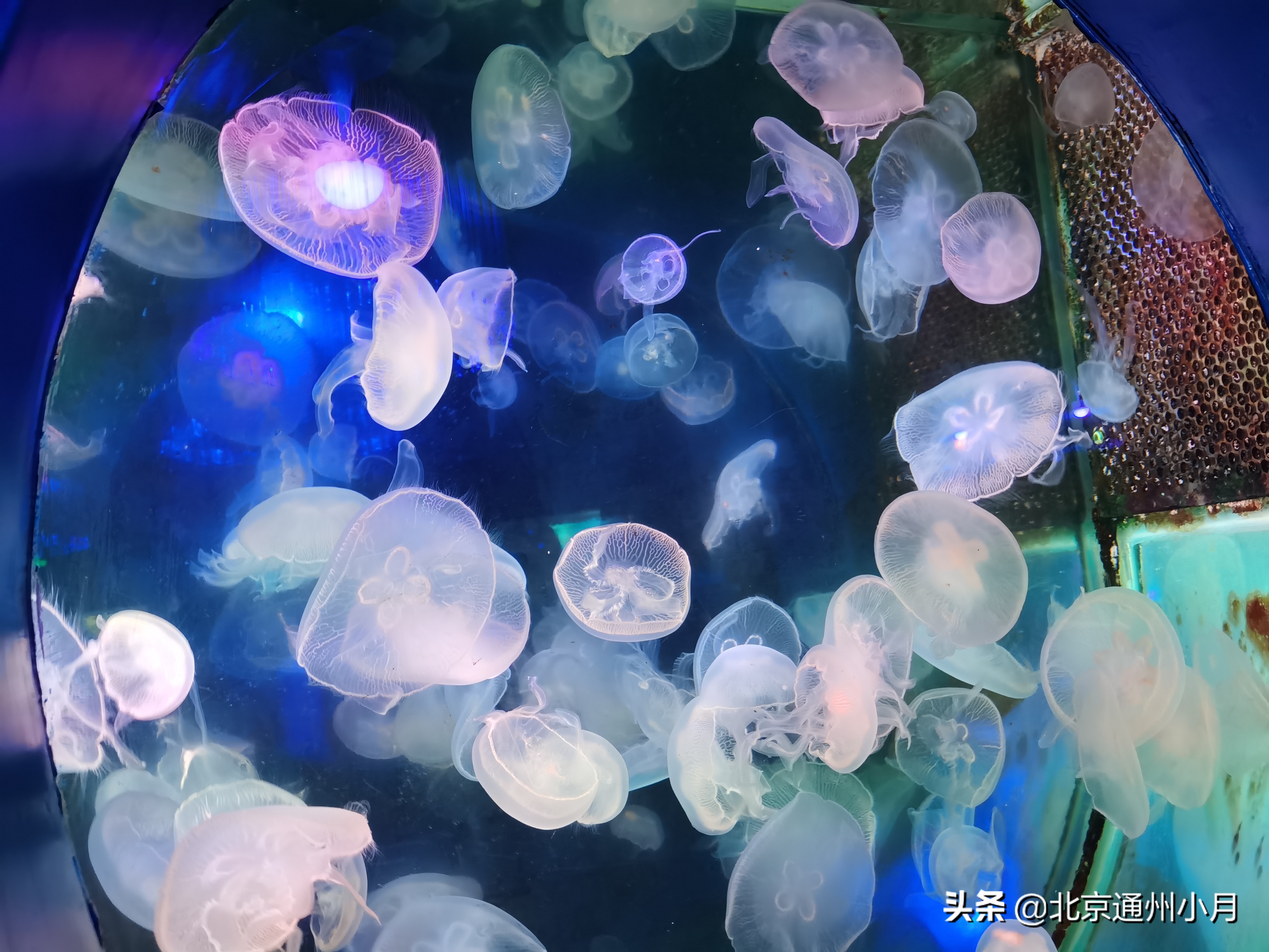 值得去看的海底世界,北京市海底世界门票多少钱