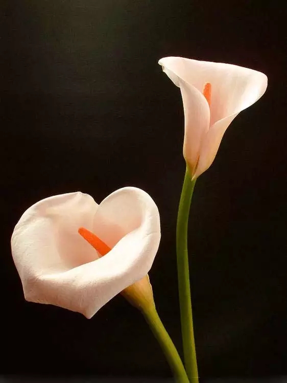 马蹄莲鲜花样式,马蹄莲插花开花