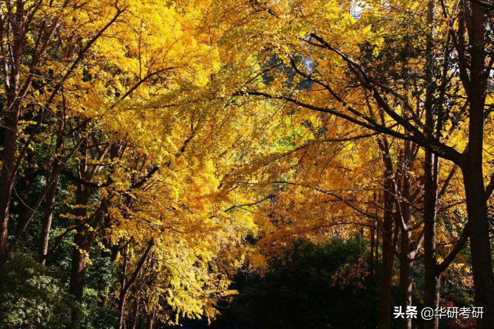考研专业那些事儿,考研的那些事河南师范大学
