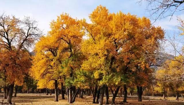 描写秋天句子作文素材,作文素材怎么写关于秋天