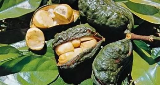 现在哪些食品含咖啡因,什么食物饮品含有咖啡因