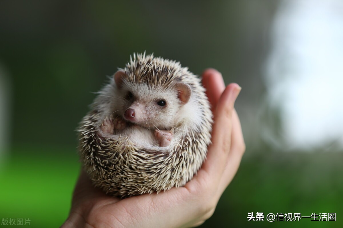 新手养什么宠物既便宜还好养,第一次养什么宠物比较好养又便宜