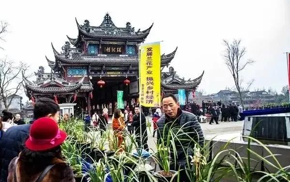 街子古镇兰花节,2021街子兰花博览会开幕式
