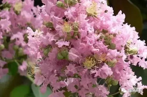 中国各大城市市花介绍,全国56市市花太美了的视频