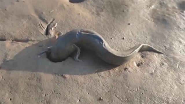 霞浦岐山村做跳跳鱼,霞浦滩涂捕捉跳跳鱼