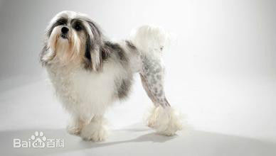 小型犬品种大全及图片柯基犬,不掉毛无体味性格温顺的小型犬