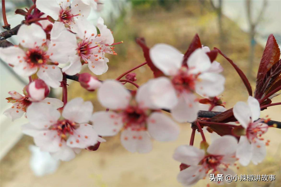 故事：朱迪消失不见，史莱姆主动帮忙，赫本很感动