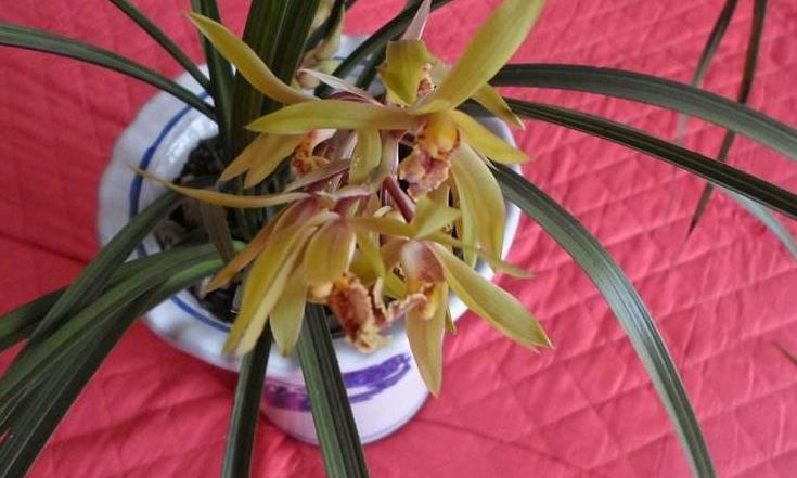 兰花枯枝烂叶怎么处理,兰花干枯怎么养护好看点