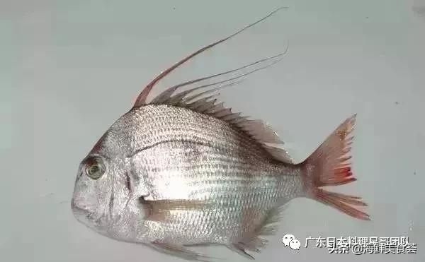 这5种淡水鱼值得多吃,中国最好吃的鱼类排行榜