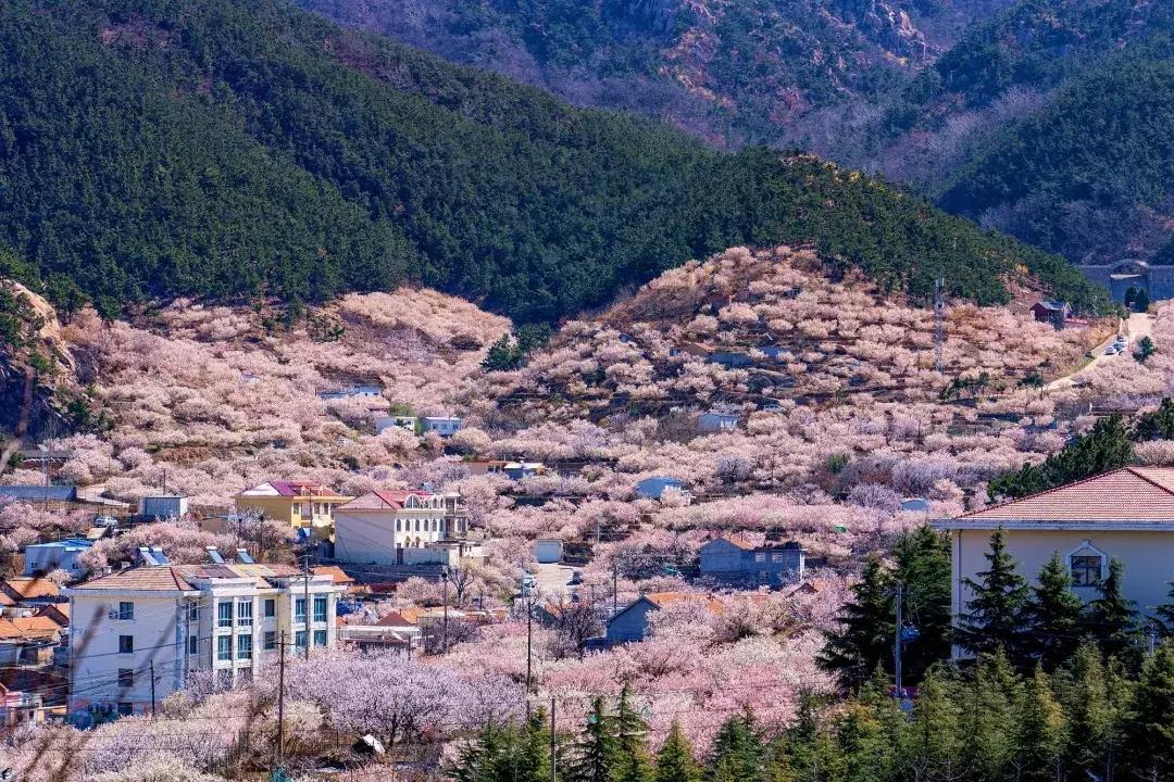 最美的花送给大家共赏,最美的花送给大家观赏