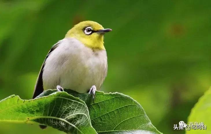 暗绿绣眼鸟水便解决方法,绣眼幼鸟水便解决方法