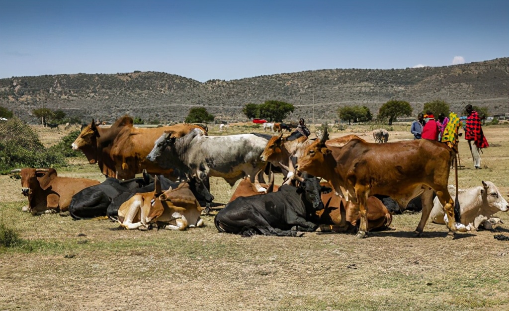 神秘的马赛人*力武**值有多强？牛群见了都害怕，狮子见了都发抖