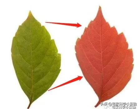 富贵子的绿叶怎么变红,用什么元素让绿叶变红