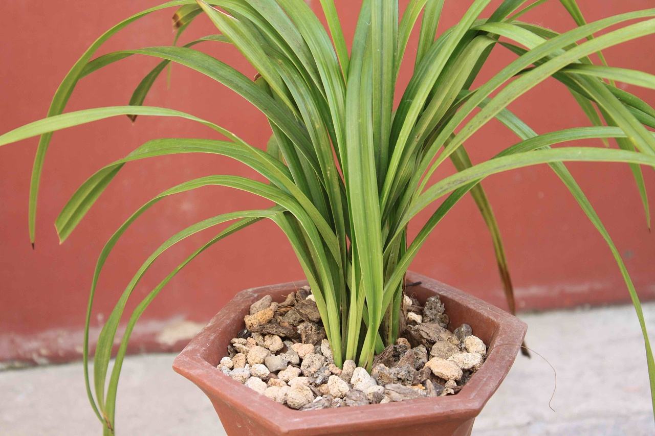 大花蕙兰开完花怎么养,大花蕙兰开过花以后怎么养