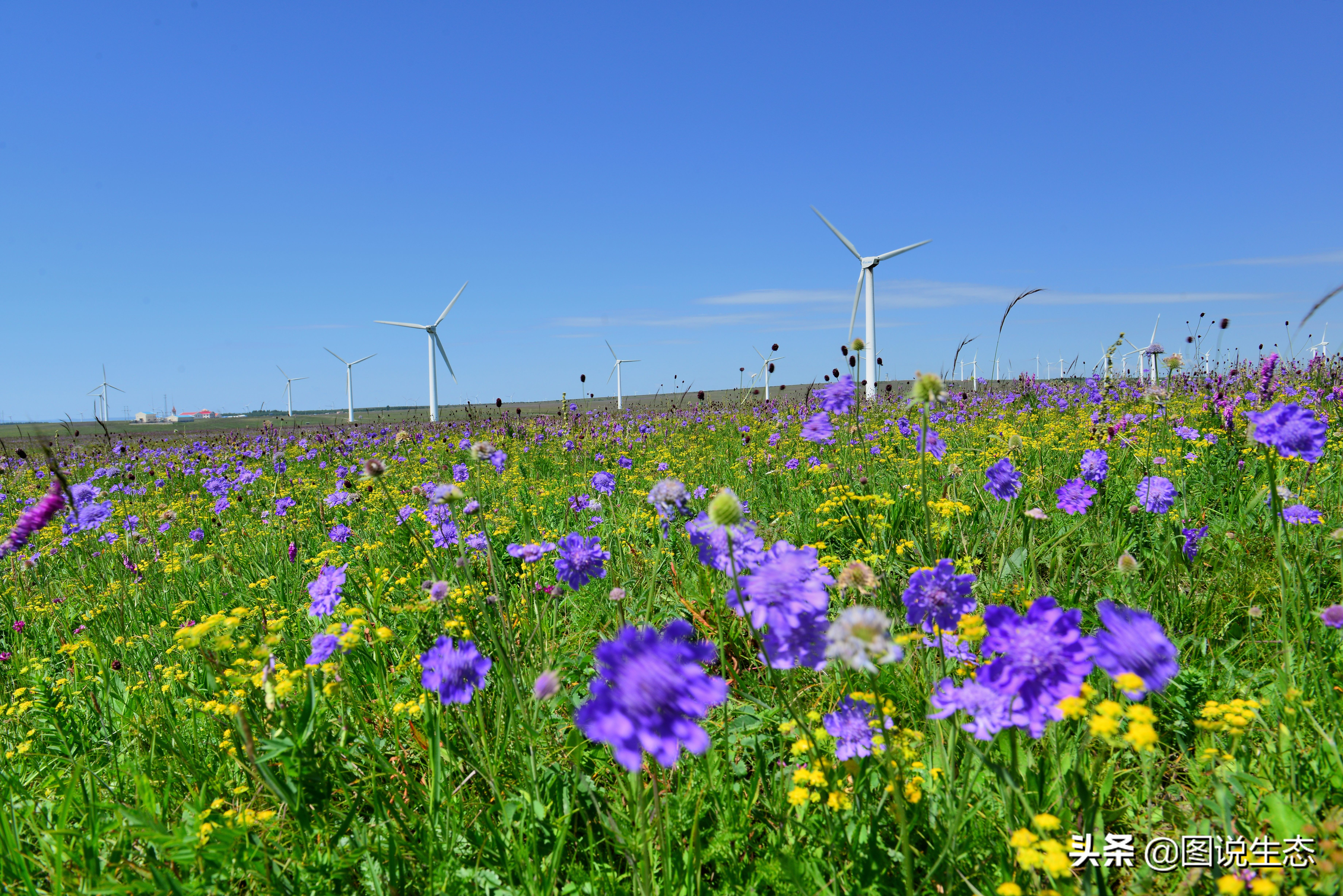 一口气看完塞罕坝全篇,参观塞罕坝有感1000字