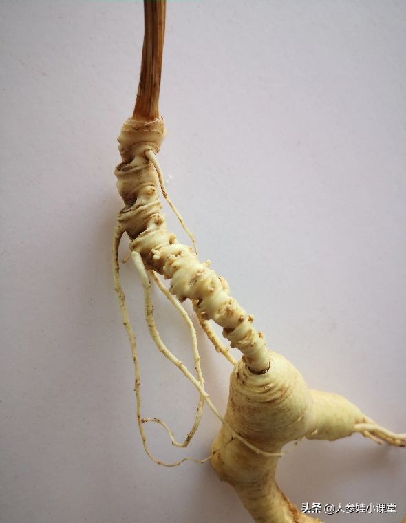 怎么分辨人参的年份,如何确定人参的年份