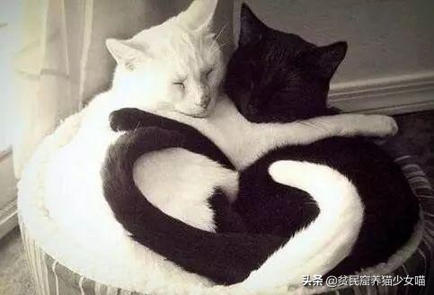 拽猫尾巴拉稀多久能好,拉猫尾巴会导致拉稀吗