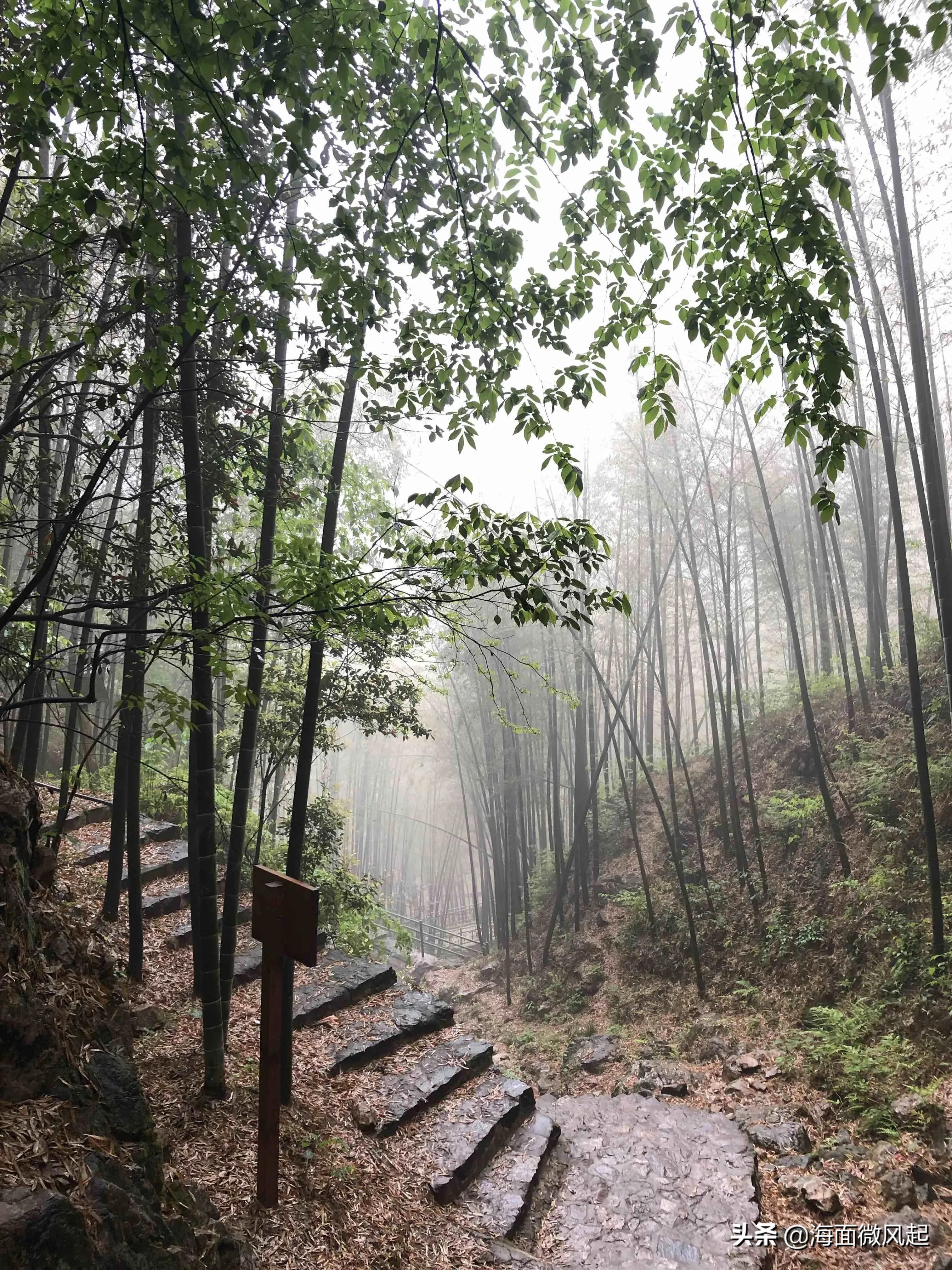 湖北宜兴竹海天然氧吧,宜兴天然氧吧森林公园