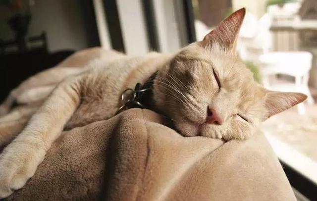 带猫小技巧,带猫都怎么出行